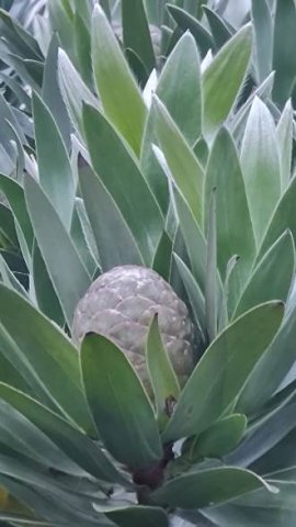 Leucadendron argenteum shy cone